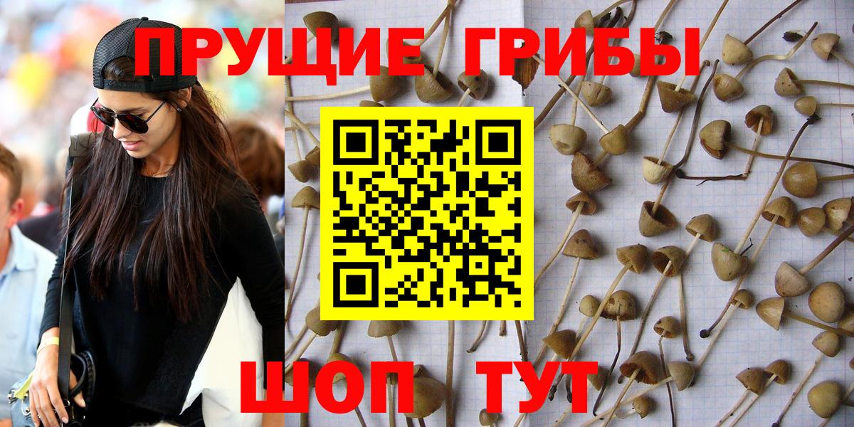 Казань  где продают наркотики  Вход с VPN  Галлюциногенные грибы Psilocybe 